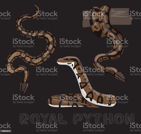 Ilustrasi Snake Royal Python Kartun Vector Ilustrasi Stok Unduh