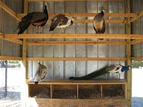 Roosts and nesting boxes | Chicken roost, Chickens backyard, Peafowl