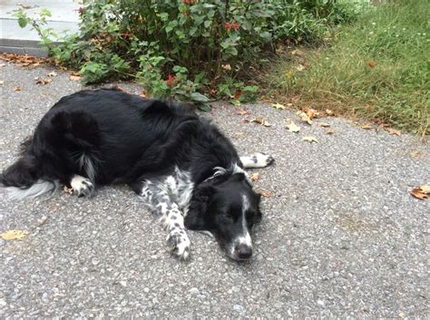 Being Pregnant Is So Exhausting Border Collie Collie Pure Bred