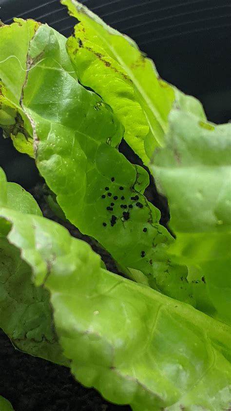 brown spots   lettuce leaves  neil fung blog