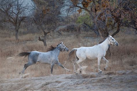 Turkeys Cappadocia The Land Of Fine Horses Daily Sabah