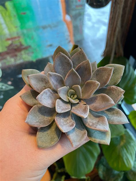 2.5" Echeveria Silver Queen – Plant Goals