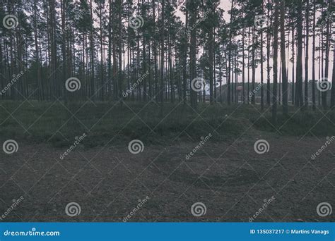 Naked Pine Tree Forest Before Winter Vintage Retro Look Stock Image Image Of Colors Pale