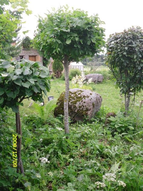 Штамб з будь-якого дерева