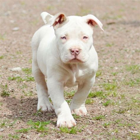 Xl american bully puppies for sale near me images | puppiesideas