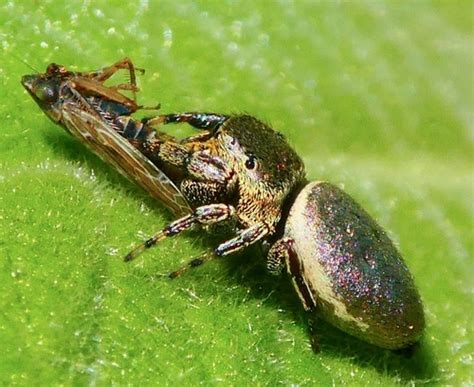 genero sassacus inaturalist mexico