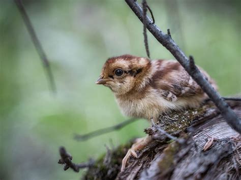 How Long Do Quails Live? (Quail Lifespan) | Birdfact
