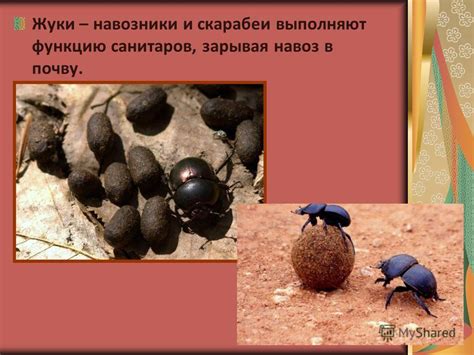 Презентация на тему: "Жуки. Отряд Жесткокрылые.". Скачать бесплатно и ...