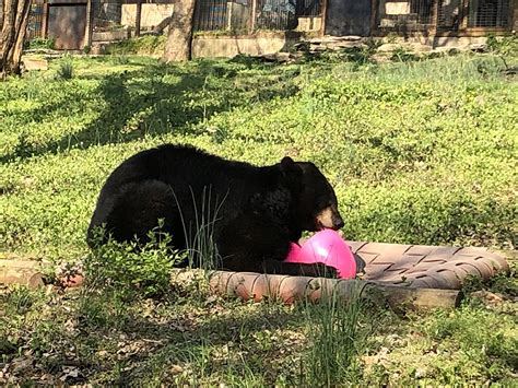 Eggstravaganza & Spring Search – Dickerson Park Zoo