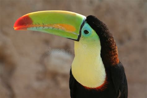 Colorful beak of a toucan stock photo. Image of branch - 105090924