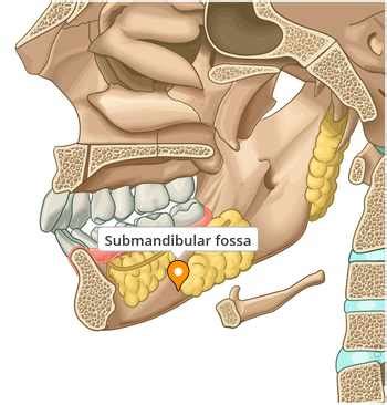 Submandibular fossa - e-Anatomy - IMAIOS