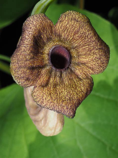 Aristolochia Macrophylla Lam Plants Of The World Online Kew Science