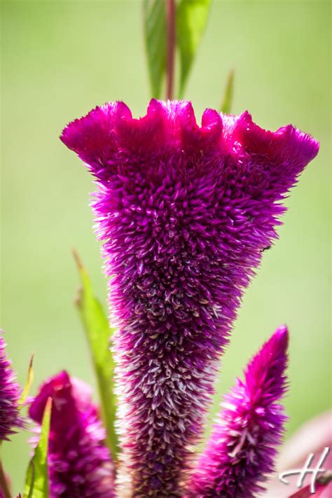 O floare exotică ⋆ Sandrinio