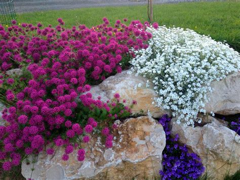 Ясколка многолетняя в ландшафтном дизайне (60 фото) » НА ДАЧЕ ФОТО