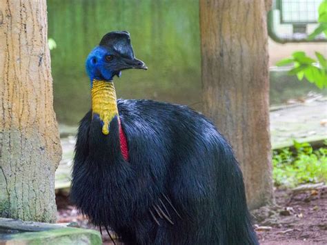 Northern Cassowary Bird Facts (Casuarius unappendiculatus) | Birdfact