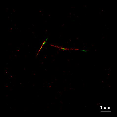 Super Resolution Fluorescence Microscopy Scientific Center For