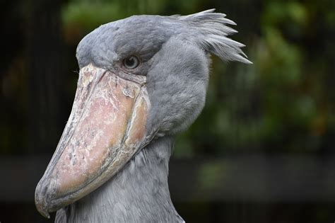 Cegonha Bico De Sapato Conhe A A Ave Parente Dos Dinossauros Que