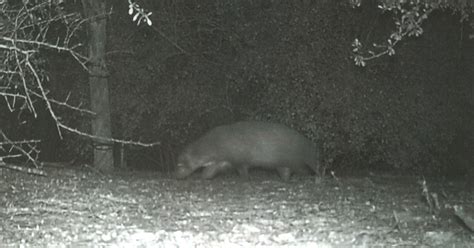 Mystery Creature Caught On Camera In Rio Grande Valley Stumps Experts