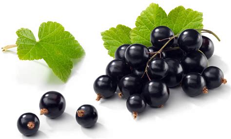 Black Currant Black Currant Juice Oil Uses And Benefits