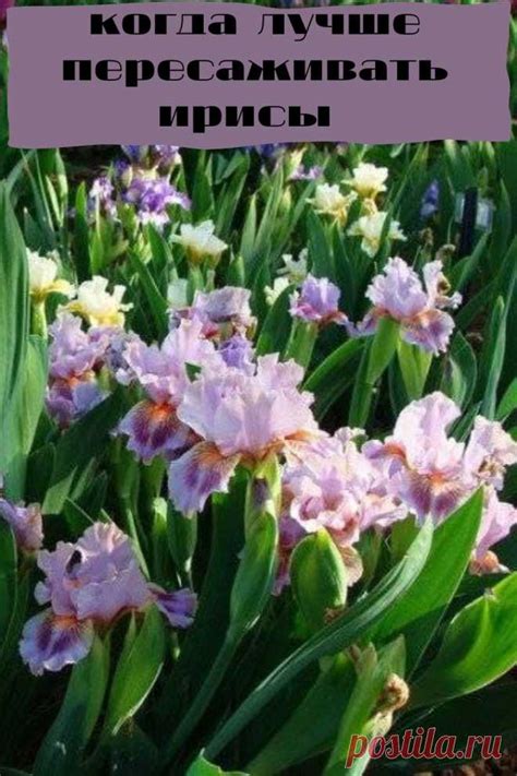 когда лучше пересаживать ирисы | Мой огород | Постила
