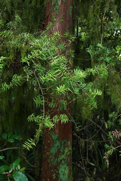 Podocarpus Hallii Podocarpaceae Image At Phytoimages Siu Edu