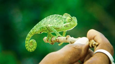 The "chameleon" effect. - 95-7 THE ROCK