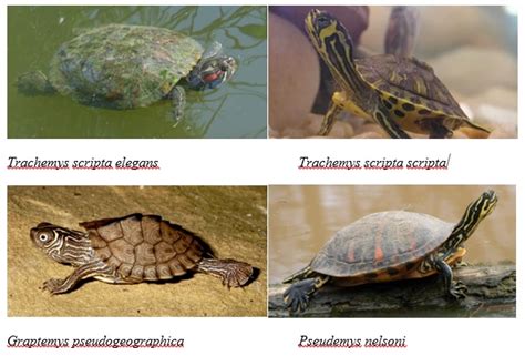 Diferencias Entre Tortugas Y GaláPagos