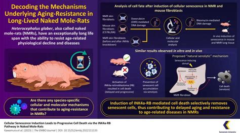 Natures Anti Aging Blueprint How Naked Mole Rats Are Redefining What