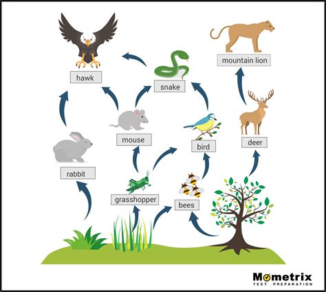 Food Chains Food Webs Food Pyramids Review 10th Grade Flashcard | Wayground (formerly Quizizz)