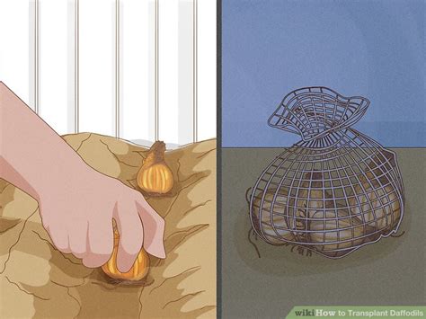 3 Ways To Transplant Daffodils Wikihow