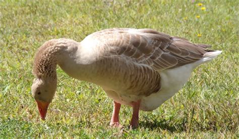 Buff Goose Breed Profile Farmhouse Guide