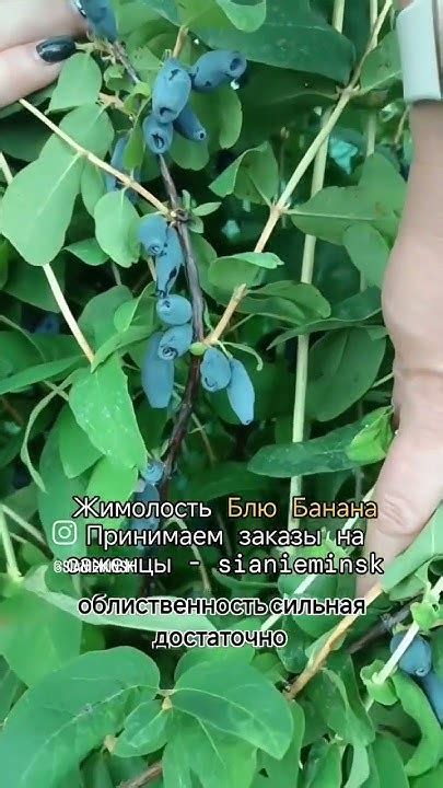 Жимолость Блю Банана. Принимаем заказы на саженцы. Садовый центр Сияние ...