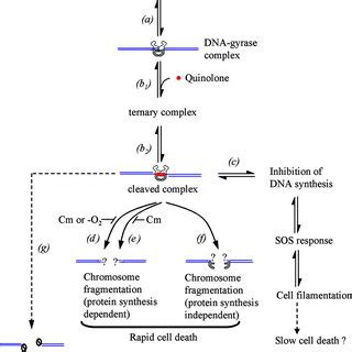 Schematic Representation Of Quinolone Action With Gyrase As The Primary