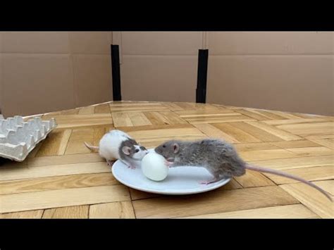 Rats & Eggs (Not Quite Perfect Together) – Lee Duigon