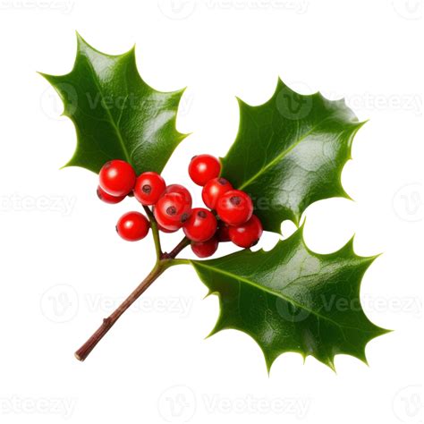 Sprig Of European Holly Isolated 27098288 Png