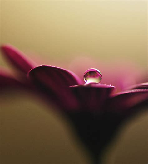 35 Incredible Examples Of Water Drop Photography | Photography ...