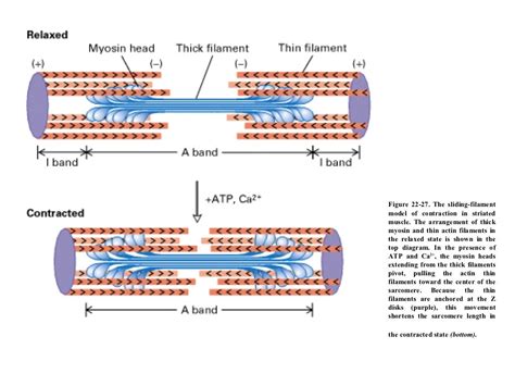 Microfilaments Cytoskeleton