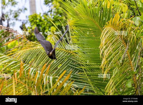 Common tube-nosed fruit bats (Nyctimene albiventer), in the air on