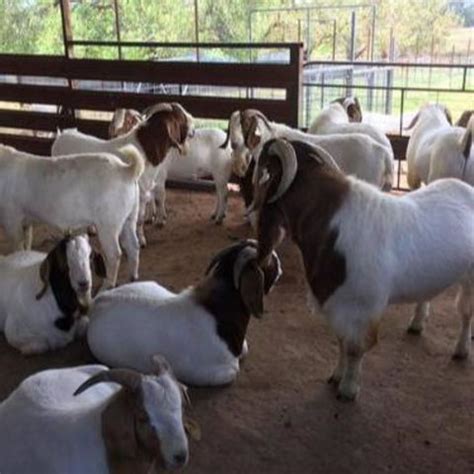 Best Prices Full Blood Live Boer Goats Mature Boar Goat For Sale