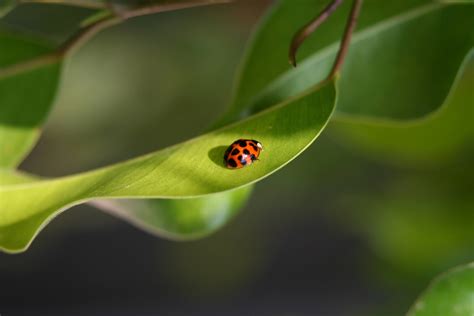 Will pests develop resistance to GMO Bt crops? Not anytime soon, says