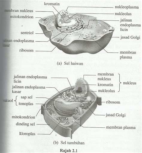 sel haiwan tingkatan 4 biologi - John Walker
