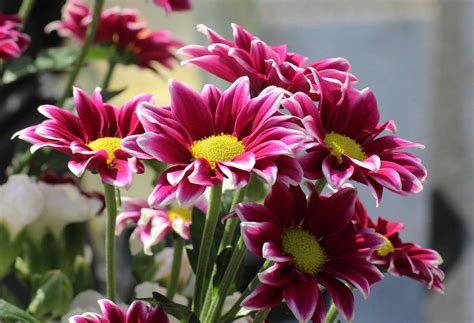 Plantas Con Flores Que Sirven Para Subir El Nimo Y Relajarte En Tu