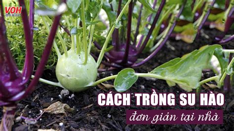 Cách trồng su hào tại nhà đơn giản năng suất cao