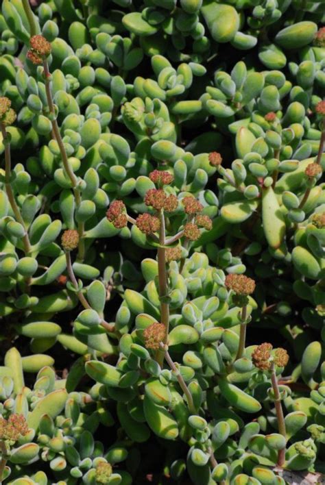 Крассула роджерси фото