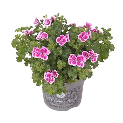 Edelgeranie Bella Donna Angel Topf Ca Cm Pelargonium