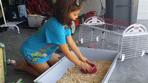 Electrolyzed Water Cleaning Guinea Pig Cage Cleaning in the world Learn more here ...