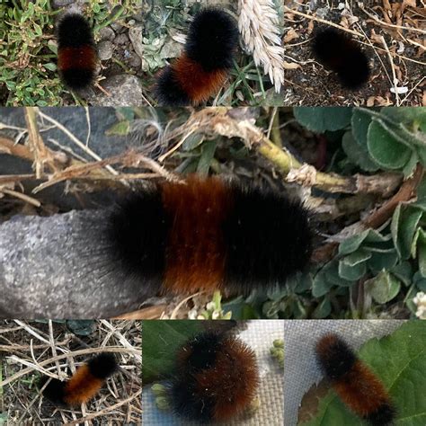Possible moth bite/reaction. I was walking outside in Southeast Georgia