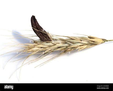 Ergot Of Rye Claviceps Purpurea Hi Res Stock Photography And Images Alamy