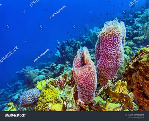 Sponge Aquatic Species Royalty-Free Images, Stock Photos & Pictures | Shutterstock