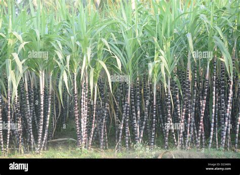 La Canne Sucre Une Ferme Roder Tamil Nadu Inde Photo Stock Alamy